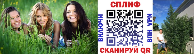 Бошки Шишки планчик  Купить где  Славгород 